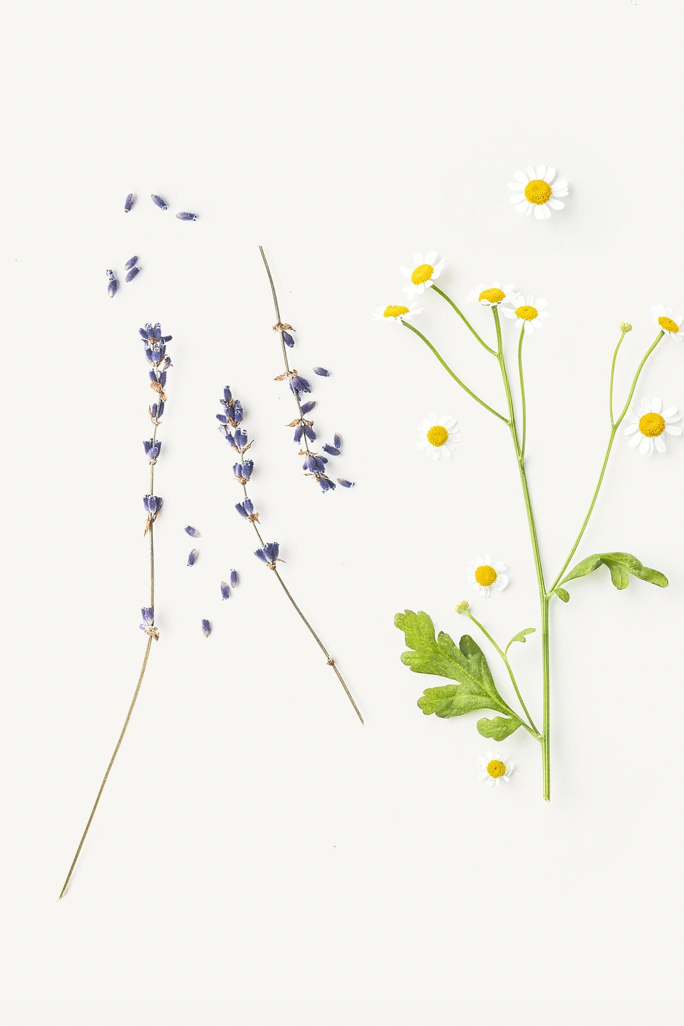 evolvetogether Camomile and Lavender Lip Balm Stick | Shop Eleanor - Women's Apothecary